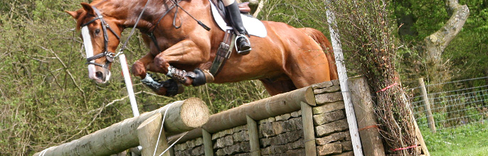 horse08