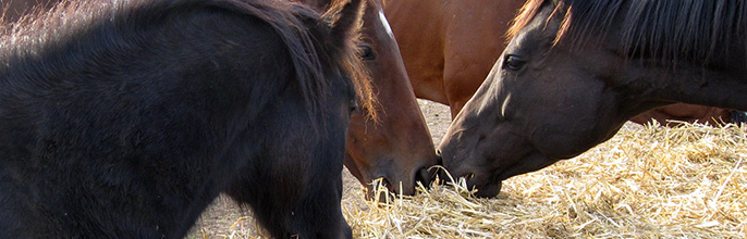 horse11