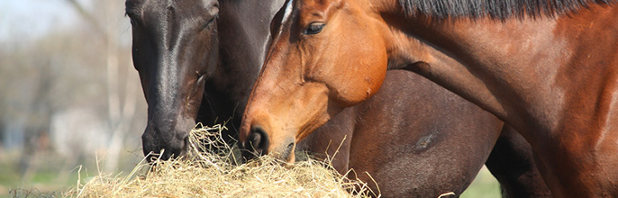 horse12