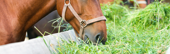 horse13
